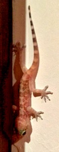 pink-gecko-zoom