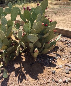 prickly-pear-2