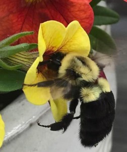 Image of bee on yellow flower.