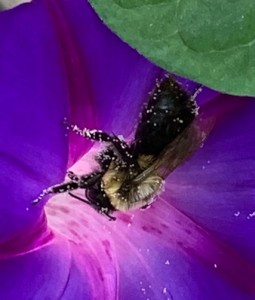 2020-02-ENoveczyk-bee-crop