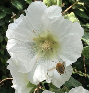 parisian-bee-cropped