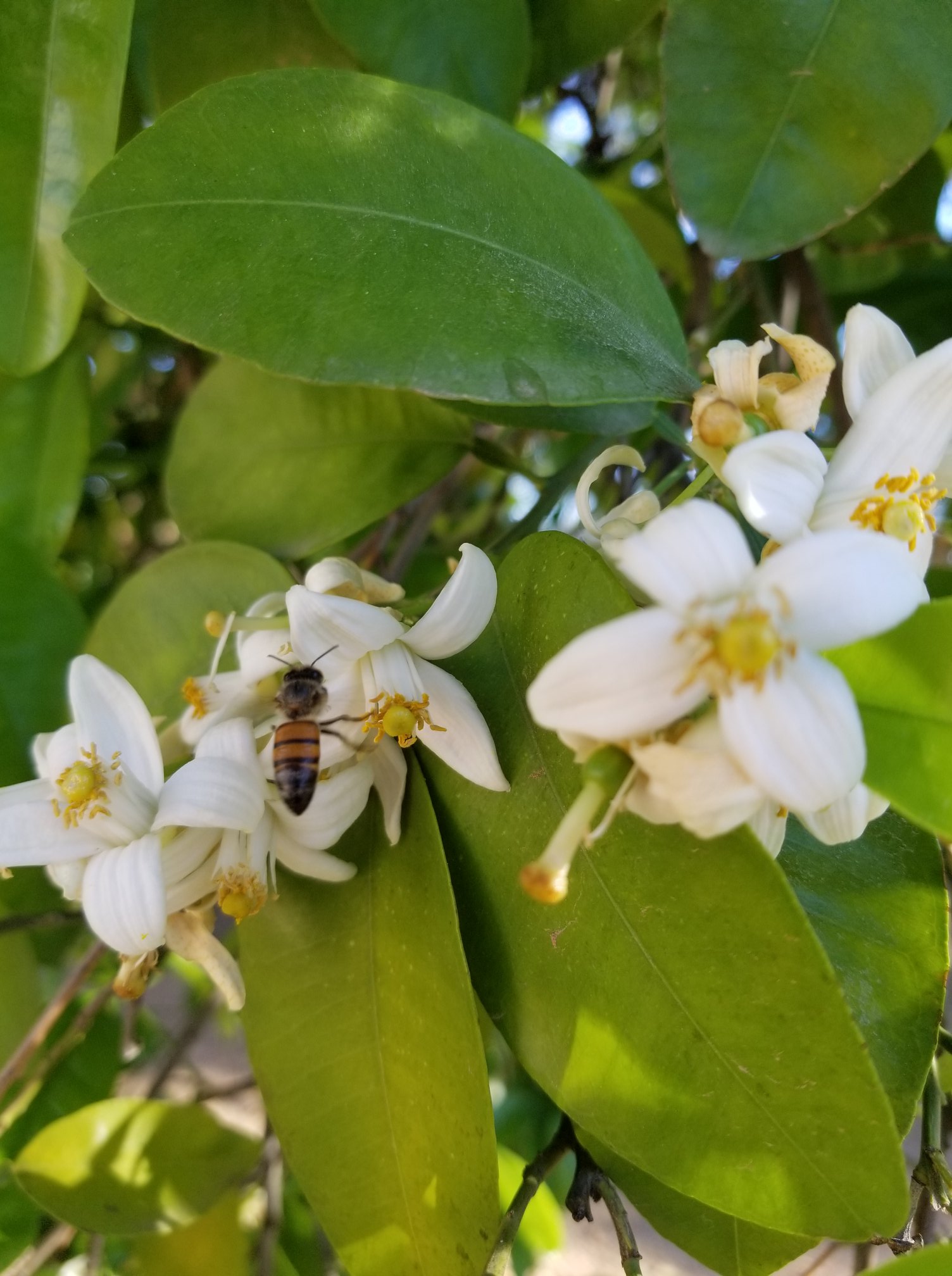 2020-04-14-Dianas-Bee-crop