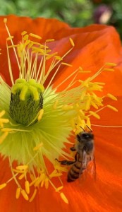 2020-09-20-bee-image-crop