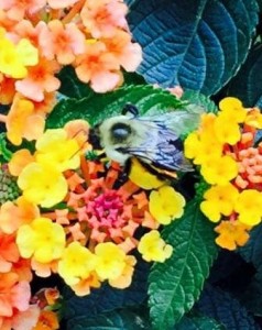 2020-09-29-bee-image-crop