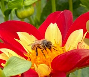 2020-11-25-bees-crop